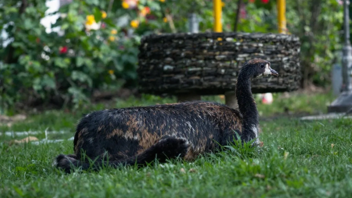 Waarom de bloemenexport in 2026 alle records breekt (ondanks de inflatie)